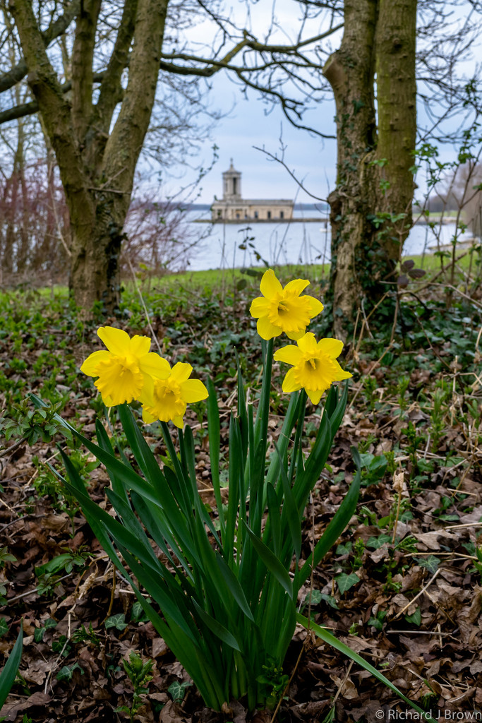 Daffodils  by rjb71