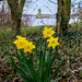 Daffodils  by rjb71