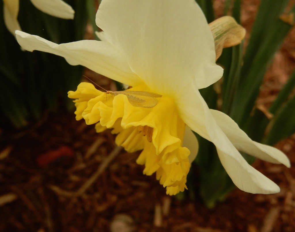 Daffodil with guest by mcsiegle