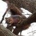 Squirrel #2 by mcsiegle