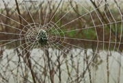 20th Mar 2016 - It's a WHAT in the Spider Web?