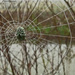 It's a WHAT in the Spider Web? by milaniet