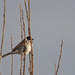 Reed Bunting by philhendry