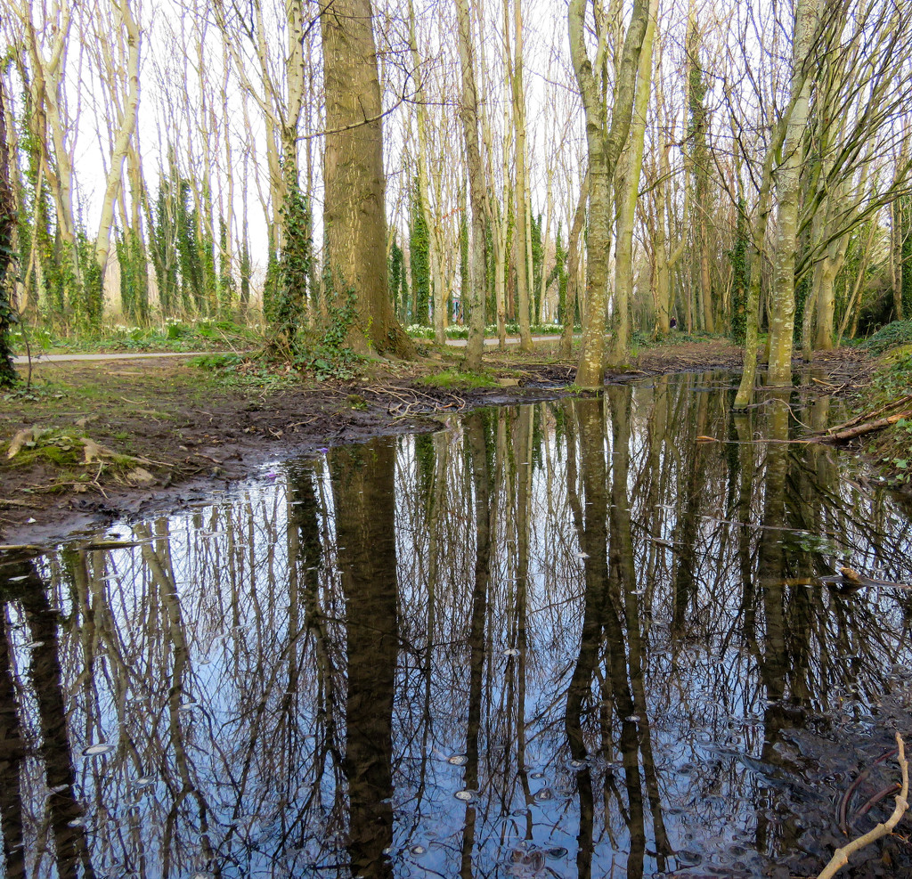 20/03/16 Reflected landscape by m2016