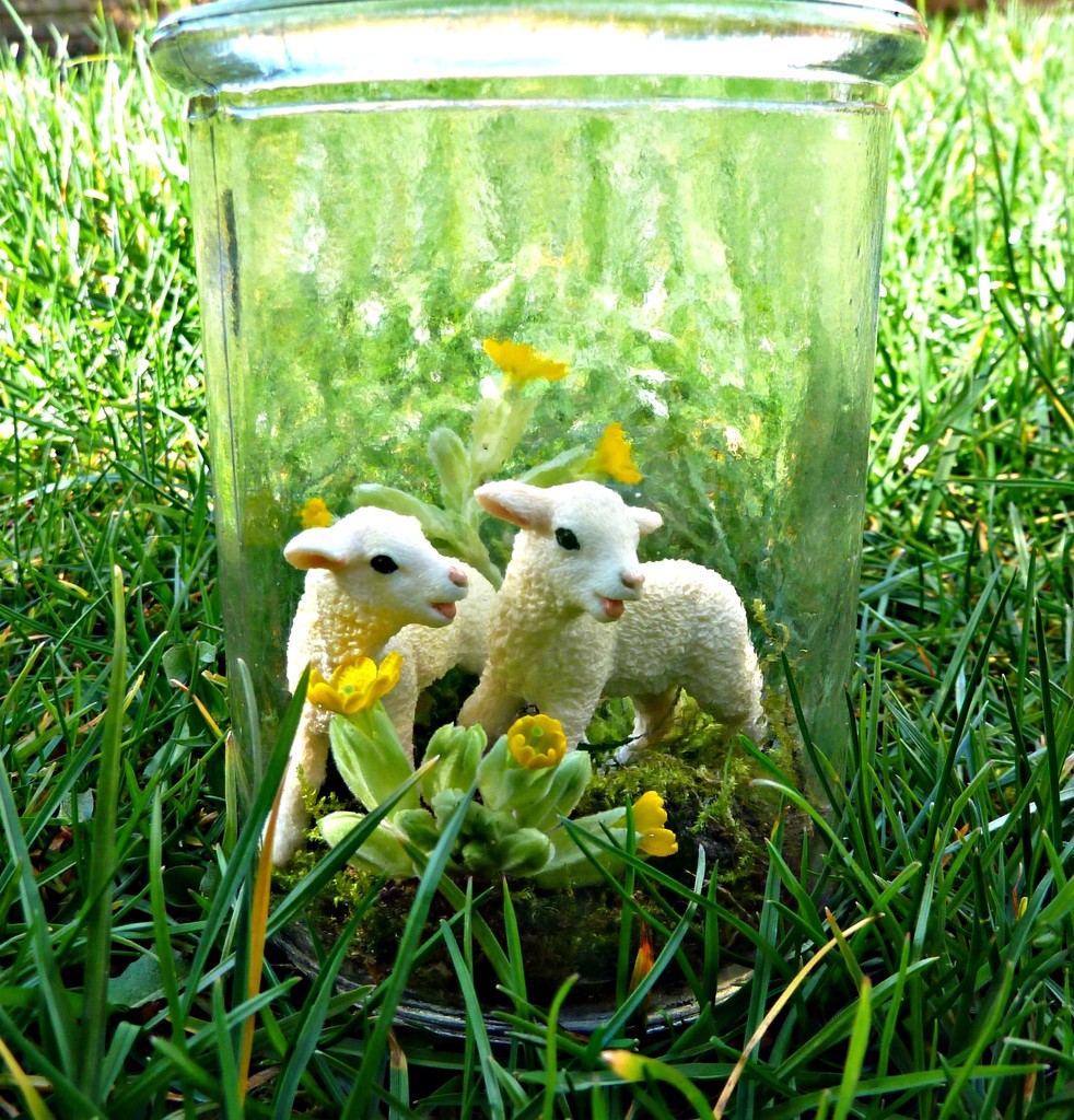 Spring Lambs. by wendyfrost