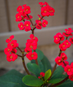 19th Mar 2016 - (Day 35) - Little Red Flowers
