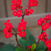 (Day 35) - Little Red Flowers by cjphoto