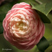 Camelia by shirleyv
