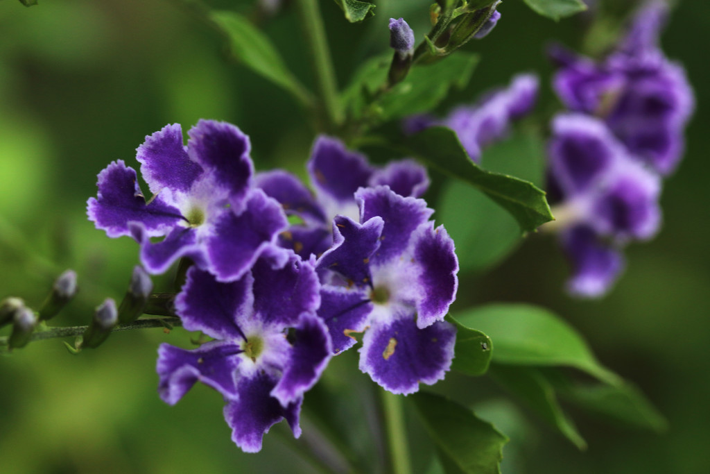 Purple flowers by ingrid01