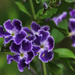 Purple flowers by ingrid01