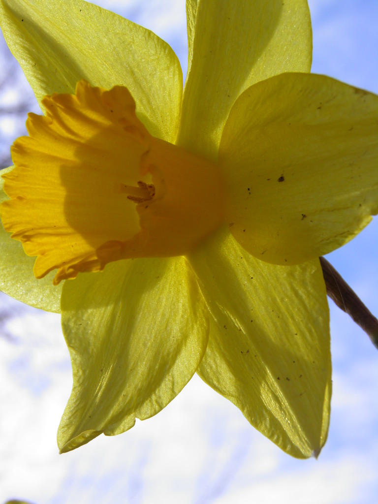 Sunny Daffodil by daisymiller