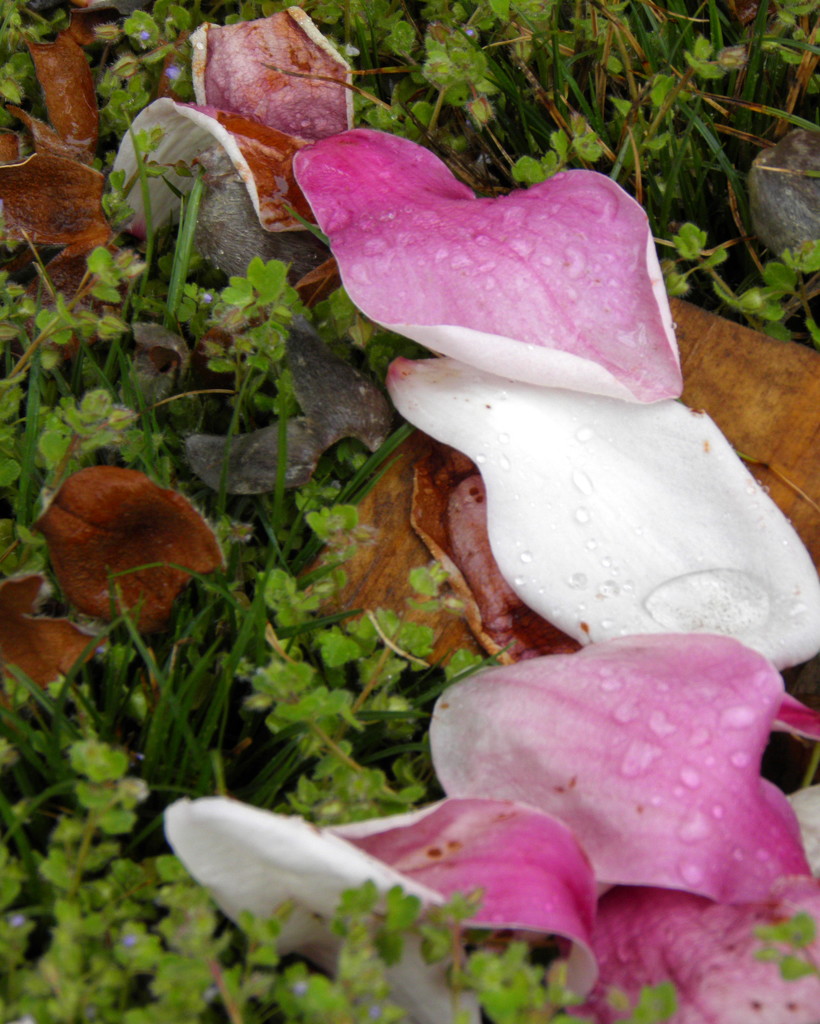 Fallen Petals by daisymiller