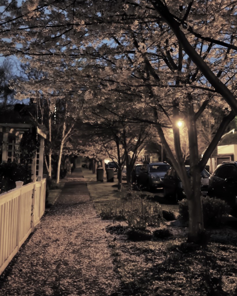 Cherry blossoms by lamplight and underfoot by cristinaledesma33