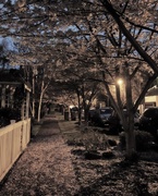 20th Mar 2016 - Cherry blossoms by lamplight and underfoot