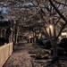 Cherry blossoms by lamplight and underfoot by cristinaledesma33