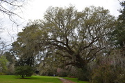 21st Mar 2016 - Live oak, Spring 2016, Magnolia Gardens, Charleston, SC