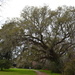 Live oak, Spring 2016, Magnolia Gardens, Charleston, SC by congaree