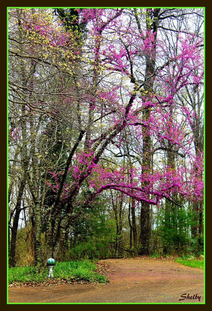 Spring Colors by vernabeth