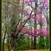 Spring Colors by vernabeth