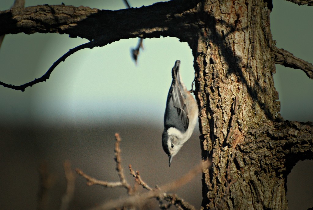 White-breasted Nuthatch  by farmreporter