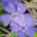 Purple Vinca by genealogygenie