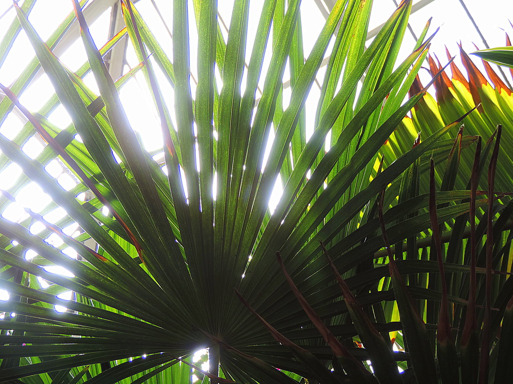 Green Palms of The Biltmore by homeschoolmom