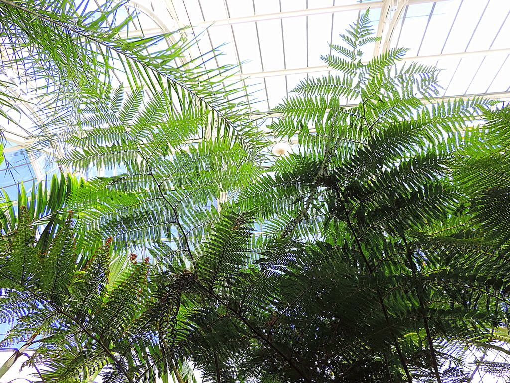 Green palms overhead by homeschoolmom