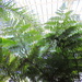 Green palms overhead by homeschoolmom