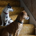 Piki Dog and Rocky Watch the Snow. by meotzi