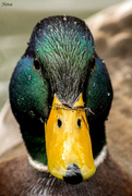 21st Mar 2016 - Quack quack