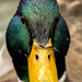 Quack quack by novab