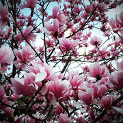 18th Mar 2016 - I Love Pink Magnolias