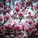I Love Pink Magnolias by yogiw