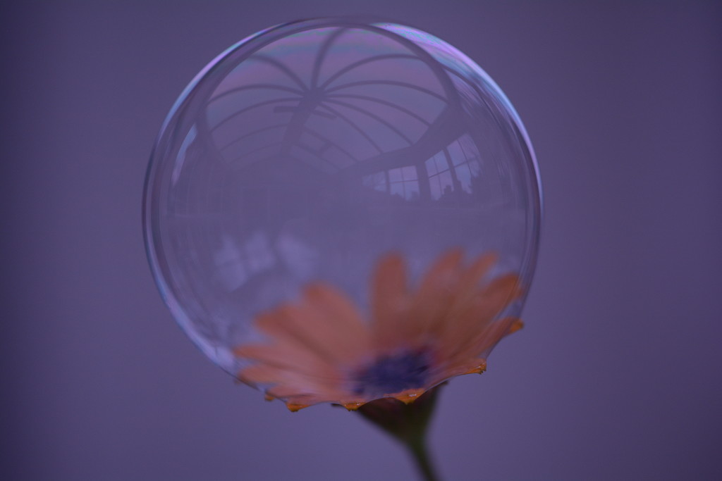 Flower bubble by ziggy77