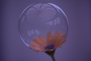 21st Mar 2016 - Flower bubble
