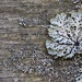 Lichen On Wood by motherjane