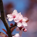 Blossom by cherrymartina