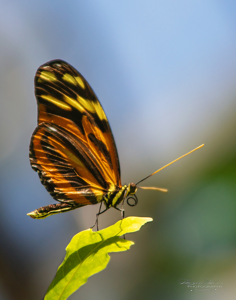 Free as a Butterfly by lynne5477