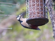27th Dec 2015 -  Greater Spotted Woodpecker 