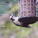  Greater Spotted Woodpecker  by susiemc