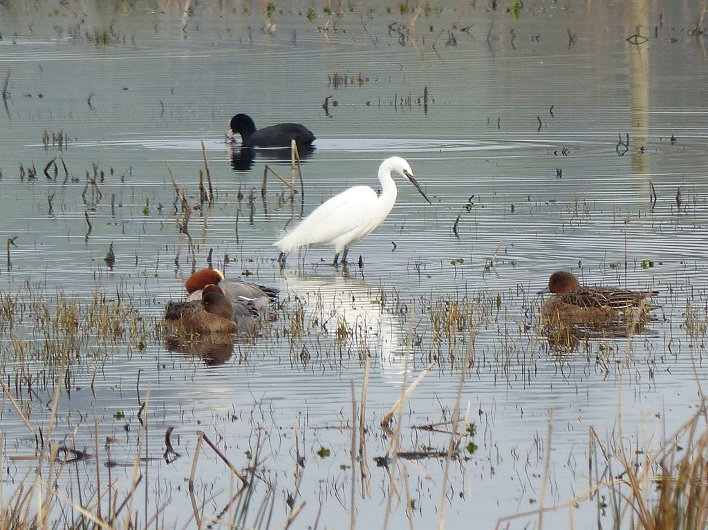  Little Egret........and other ducks by susiemc