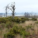  View from Arne RSPB Reserve  by susiemc
