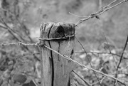 21st Mar 2016 - OCOLOY Day 81: Occasional Fence Post 2
