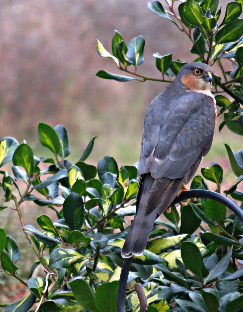 Sparrowhawk by countrylassie