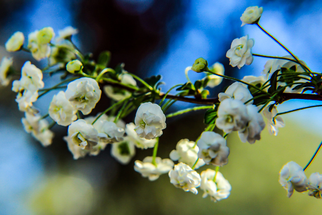 Finally, a Blue Sky for the Bridal Wreath by milaniet