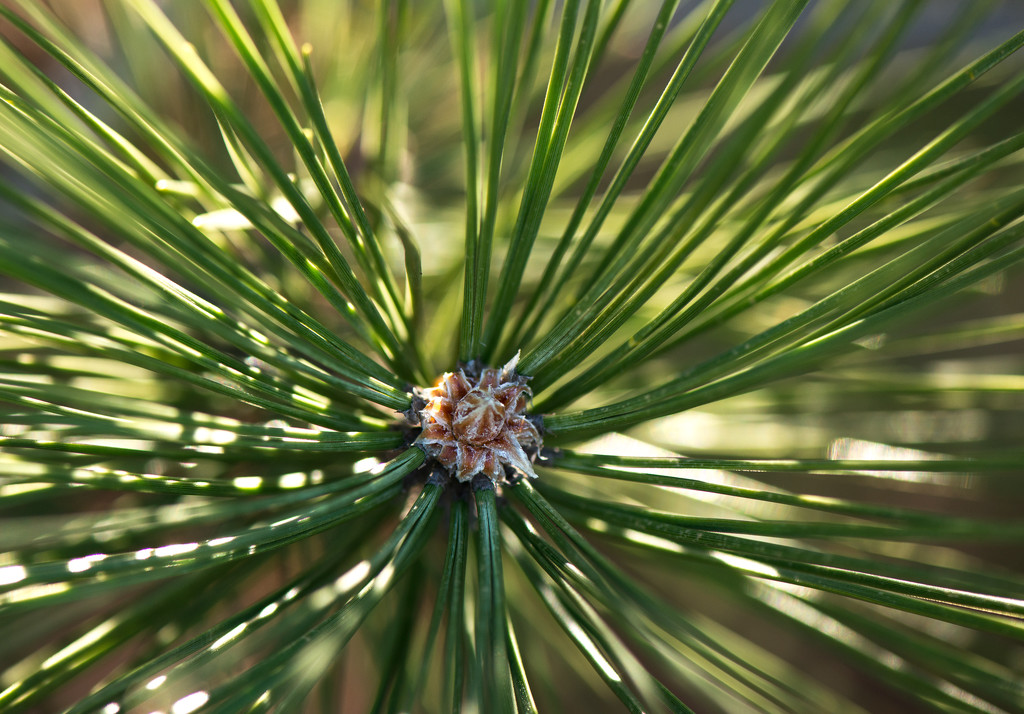 Pine needles  by dridsdale