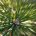 Pine needles  by dridsdale