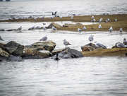 21st Mar 2016 - Zig Zag Sea Gulls and the Duck