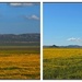 Fields of Gold... by soylentgreenpics
