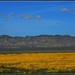 On Golden Plains... by soylentgreenpics